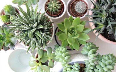 Gifts For Plant Lovers – Succulents And Cacti