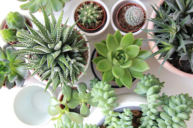 Gifts For Plant Lovers - Succulents And Cacti